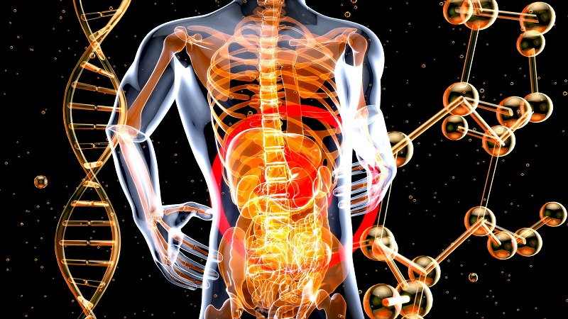 D-Tagatose-Produkte tragen als Präbiotika zur menschlichen Darmgesundheit bei