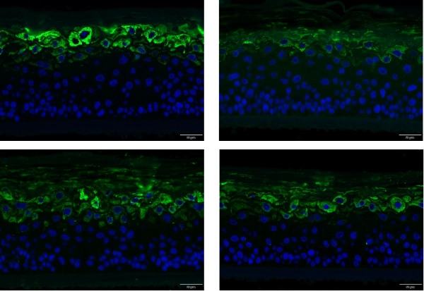 repair of damaged epidermal 3D skin models