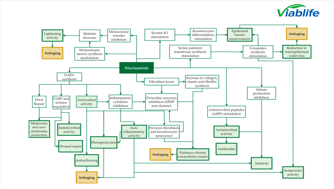 Nicotinamid beeinflusst die Talgproduktion. Nicotinamide influences sebum pathways