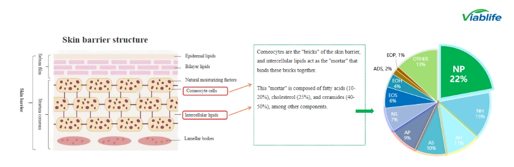 Kosmetikwirkstoffe mit Ceramiden für die Hautbarriere ceramide cosmetic ingredients for skin barriers