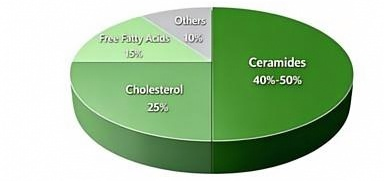 Ceramides As Core Component of the Skin Barrier